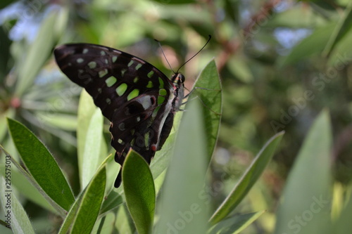 butterfly on leaf