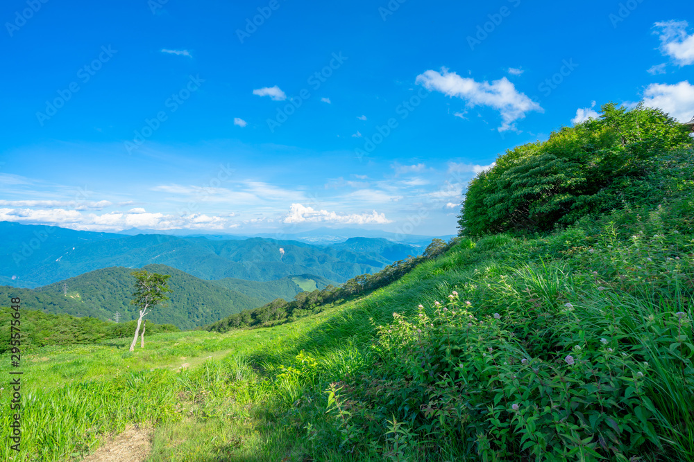 Fototapeta premium 谷川岳 登山 トレッキング 避暑 高地 高原