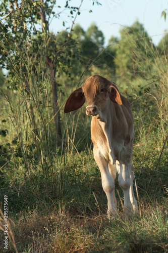 Brahman Cattle calf on cattle farm