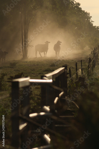 Brahman Cattle at sunset on cattle farm