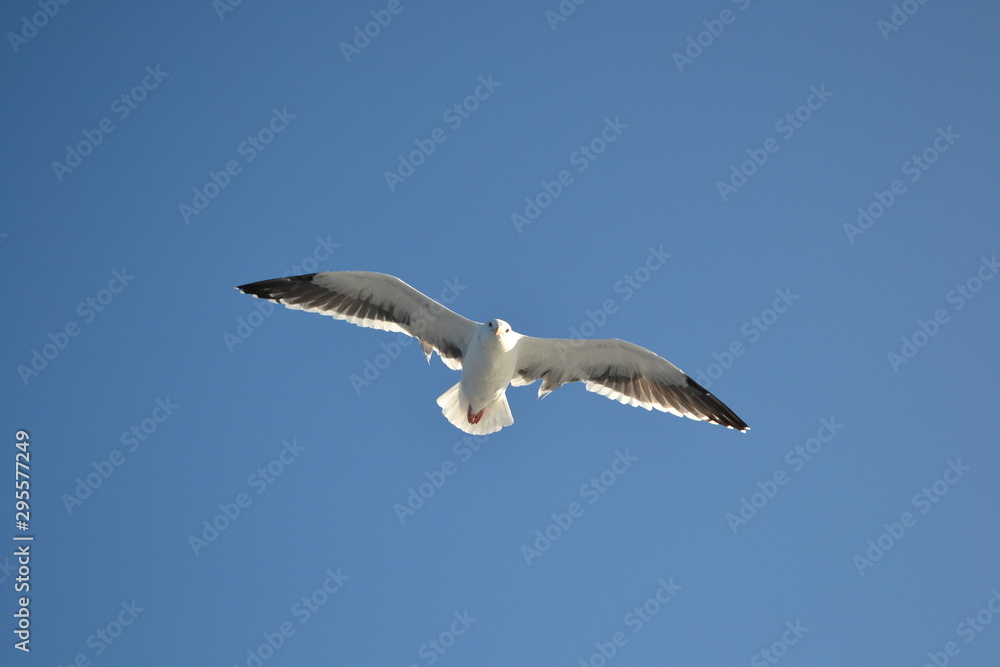 Obraz premium seagull in flight