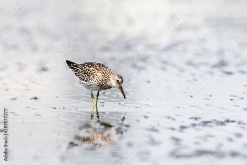 Bild auf Leinwand オバシギ幼鳥(Great Knot)