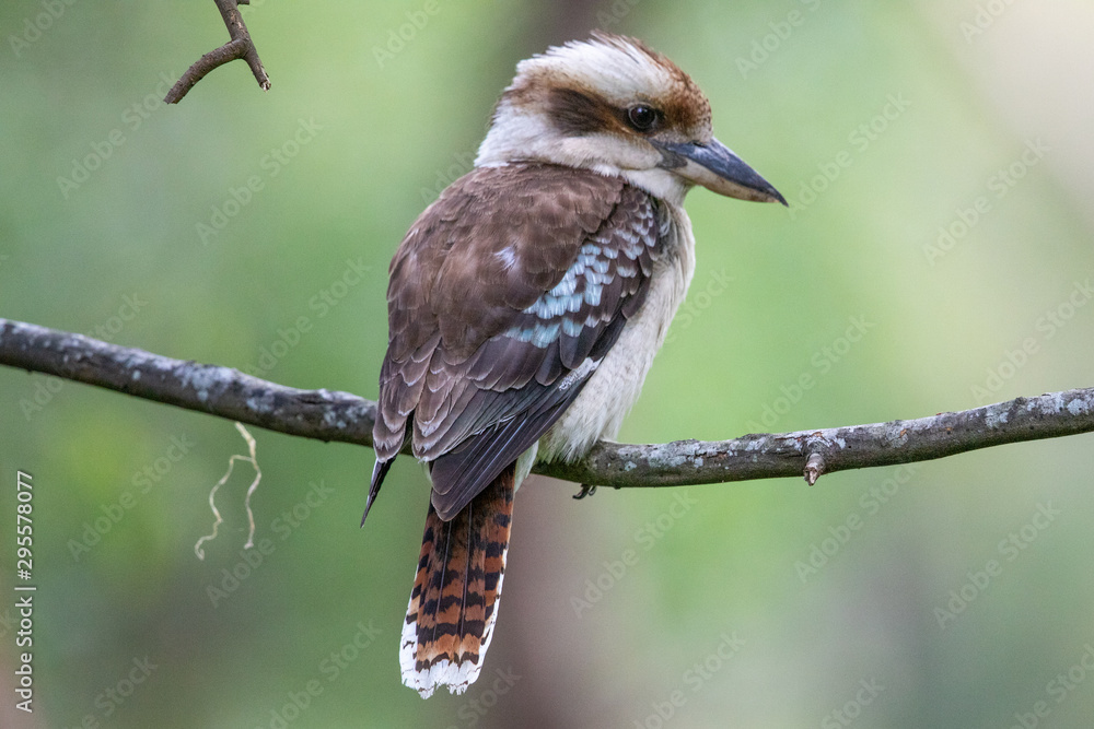 Laughing Kookaburra in Australia Laughing Kookaburra in Australia