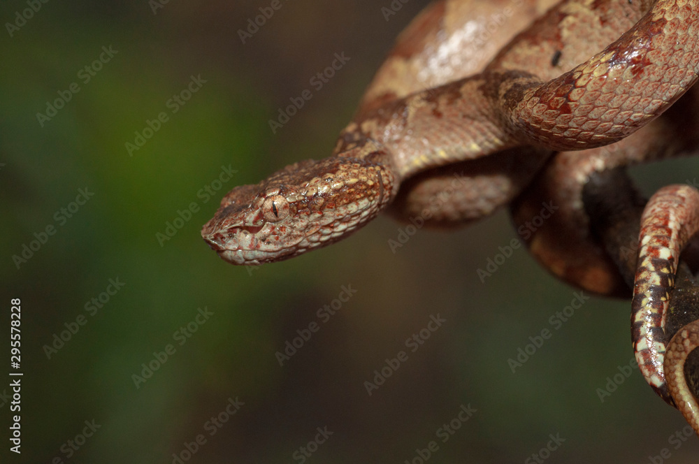 Malabar Pit Viper seen at Night in Amboli,Maharashtra,India Malabar Pit Viper seen at Night in Amboli,Maharashtra,India