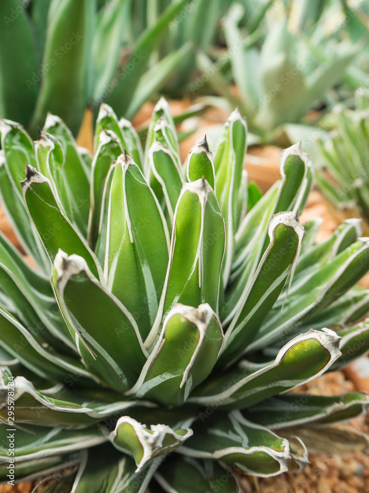 Obraz premium Cactus call Agave Victoria-Reginae in green house