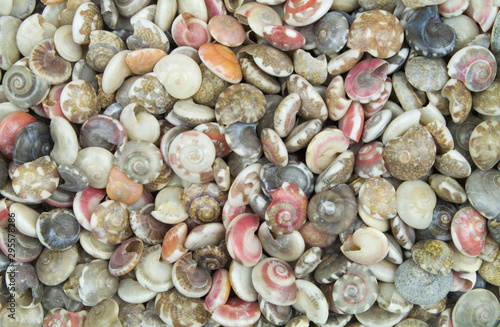 Many tropical colorful snail seashells mixed together as background. 