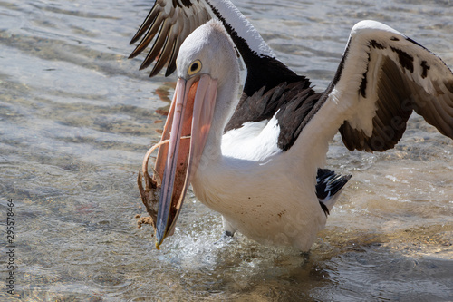 Australian Pelican in Australia