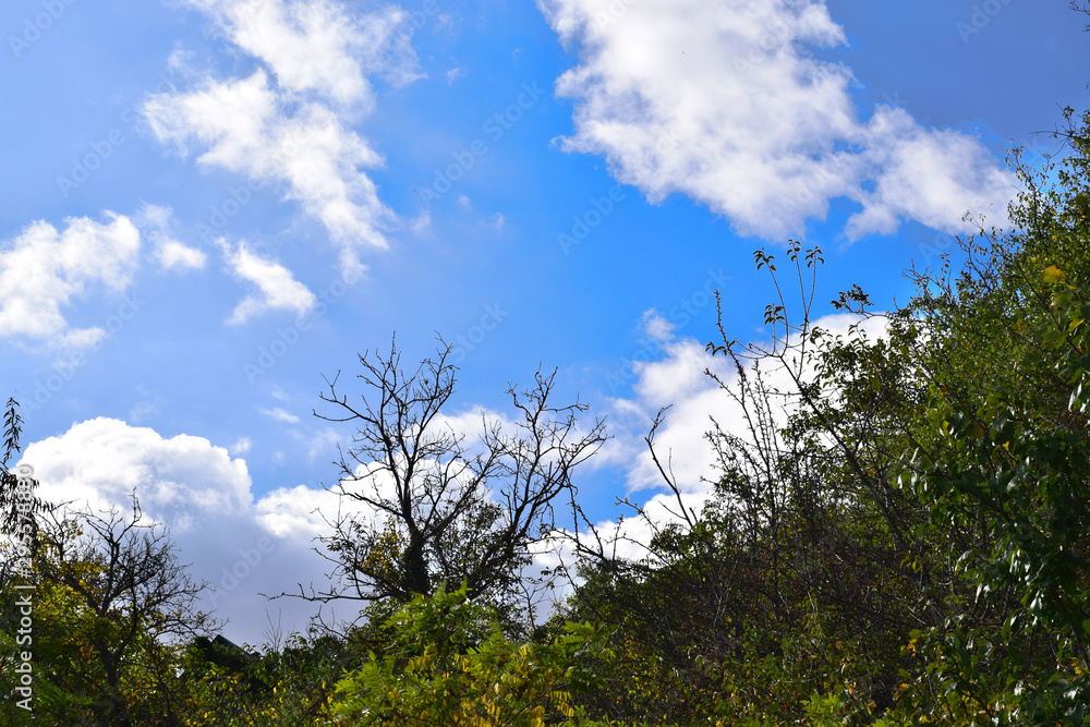 Fototapeta premium Autumn trees against a cloudy sky.