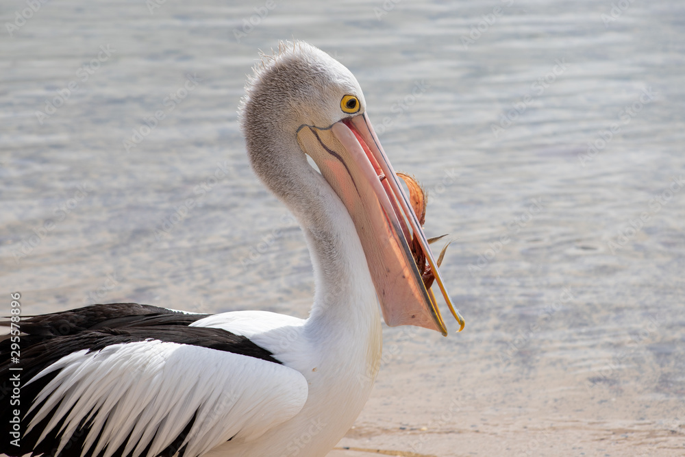 Australian Pelican in Australia Australian Pelican in Australia