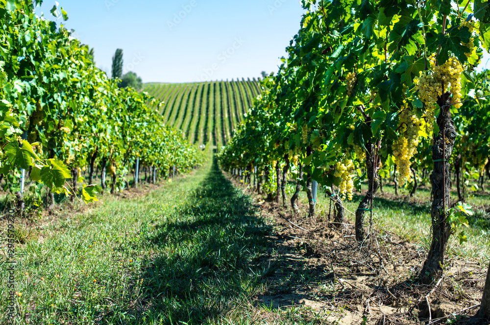 White grape vineyards in Italy. Italian winery.