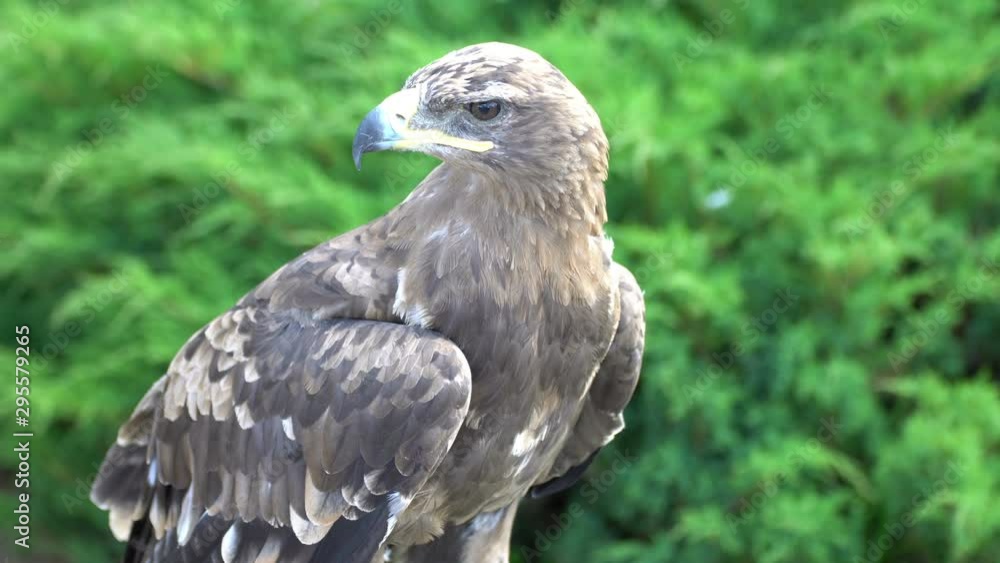 Eagle. Flew down on the grass and carefully looks around him in search of prey. Eagle. Flew down on the grass and carefully looks around him in search of prey.