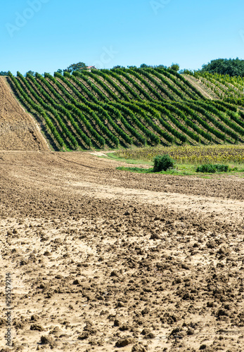 Vineyards in rows and Tilled ground soil.