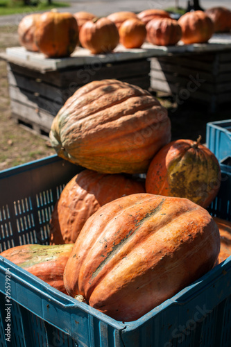 Variety of many pumpkins on the market. Different types pumpkins arranged