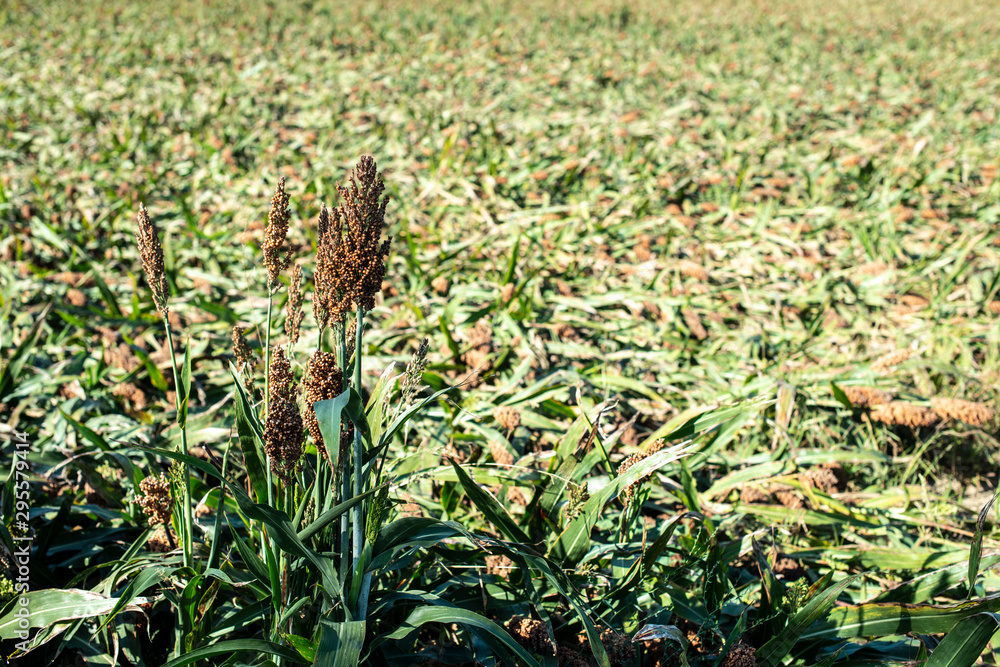 Millet plantations in the field. Bundles of millet seeds. Millet plantations in the field. Bundles of millet seeds.