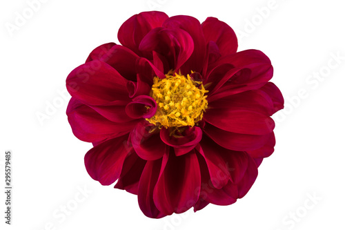 Dahlia flower, Red dahlia flower with yellow pollen isolated on white background, with clipping path 