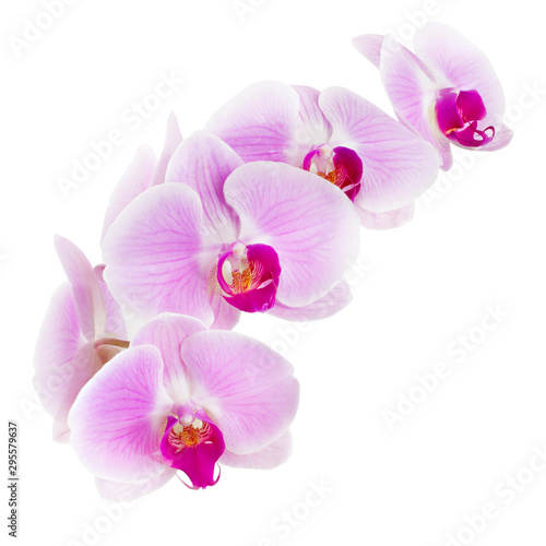 Purple orchid flower, Pink phalaenopsis (moth) orchid isolated on white background, with clipping path 
