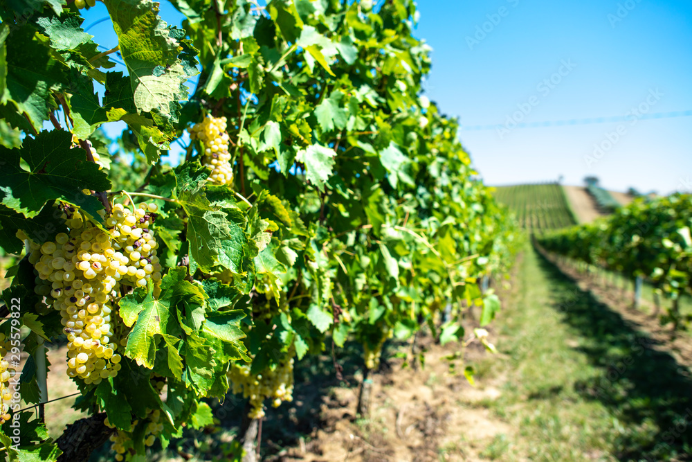 White grape vineyards in Italy. Italian winery.
