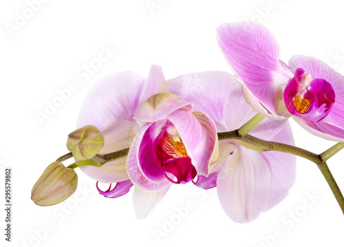 Purple orchid flower  Pink phalaenopsis  moth  orchid isolated on white background  with clipping path 