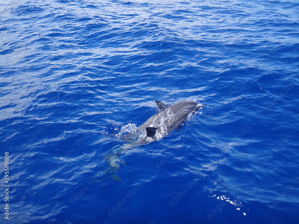 Naklejka premium delfine im meer