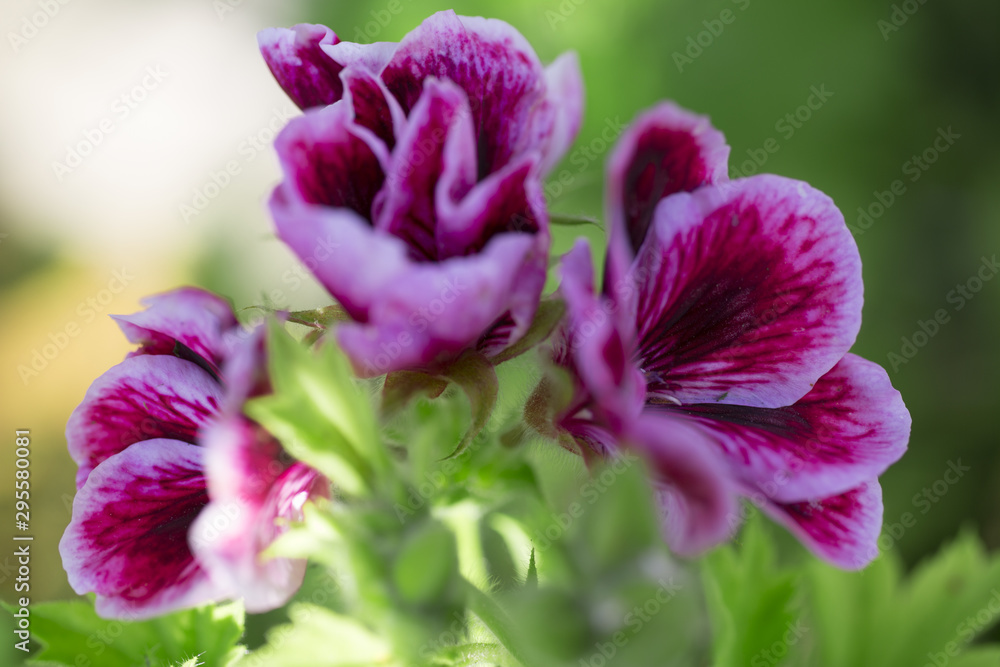 pink fresh flowers on nature background bouquet wallpaper pink fresh flowers on nature background bouquet wallpaper