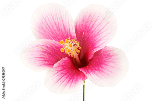Hibiscus or rose mallow flower, Tropical pink flower isolated on white background, with clipping path 