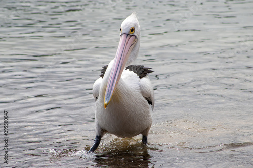 Australian Pelican in Australia © Imogen