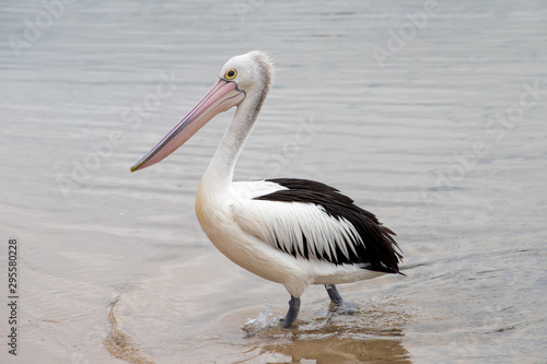 Australian Pelican in Australia