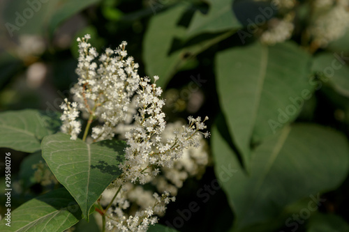 Tableau sur toile green leaves and white flowers of a plant with deep shadows