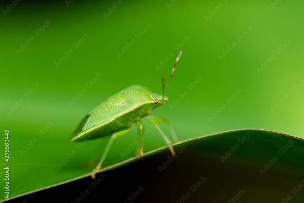 Green Bug on a leaf  seen  in Amboli,Maharashtra,India