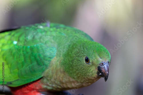 Australian King Parrot in Australia