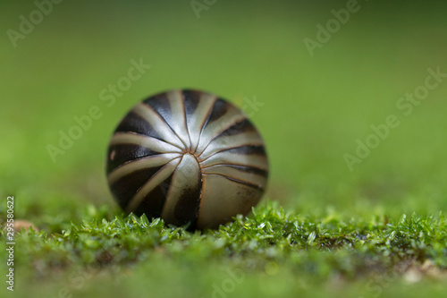 Pill Millipede in Amboli,Maharashtra,India photo