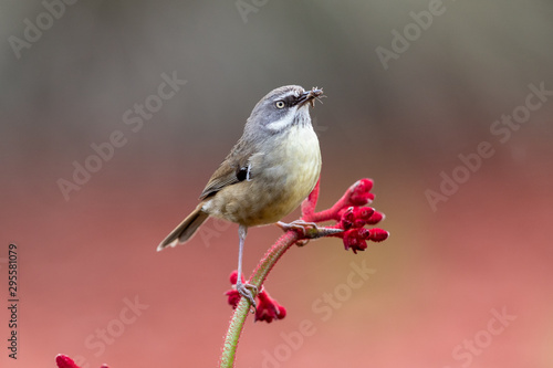 White-browed Scrubwren in Australia photo