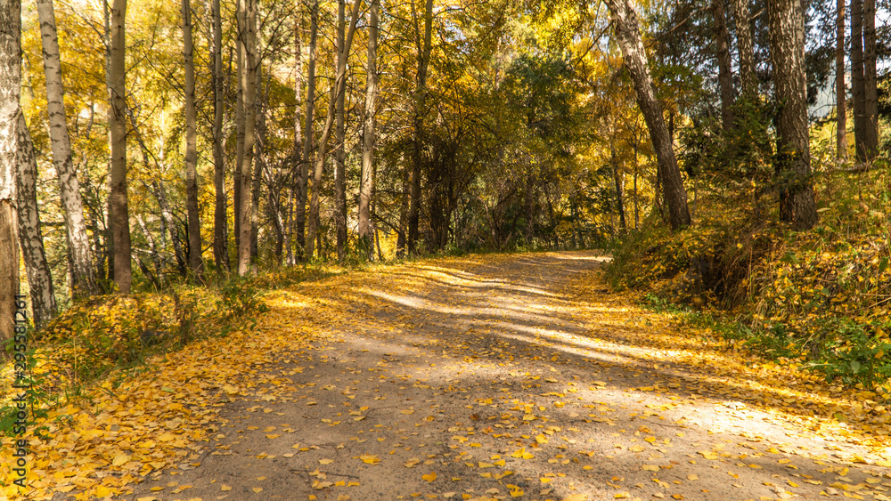 Fototapeta premium jesień w gaju brzozowym