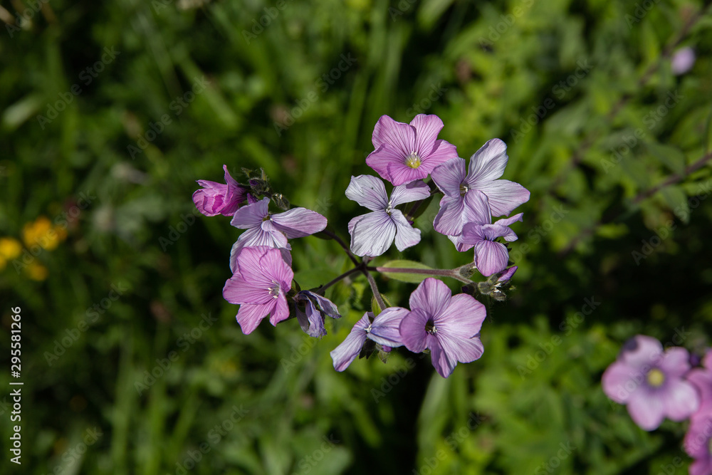 Small pink flowers, top view