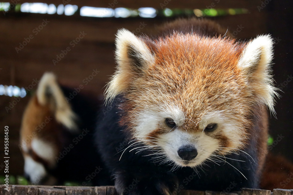 The red panda (Ailurus fulgens) is a mammal native to the eastern Himalayas and southwestern China The red panda (Ailurus fulgens) is a mammal native to the eastern Himalayas and southwestern China