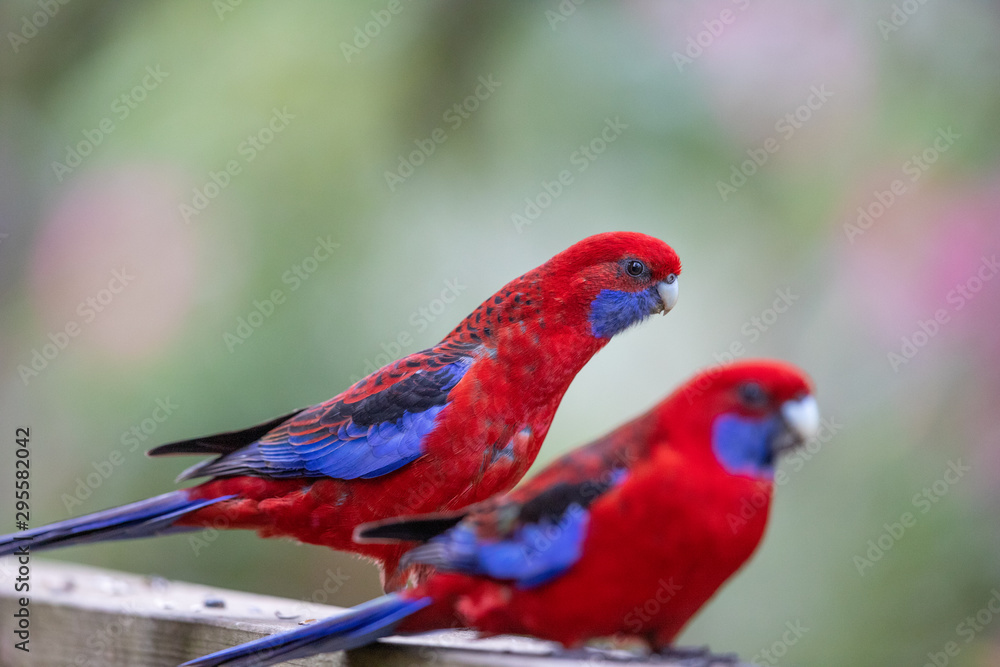 Crimson Parrot in Australia Crimson Parrot in Australia