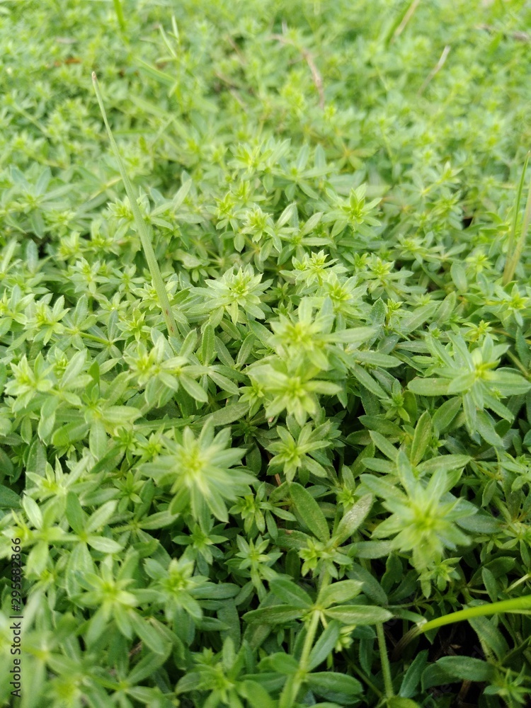 background of green grass background of green grass