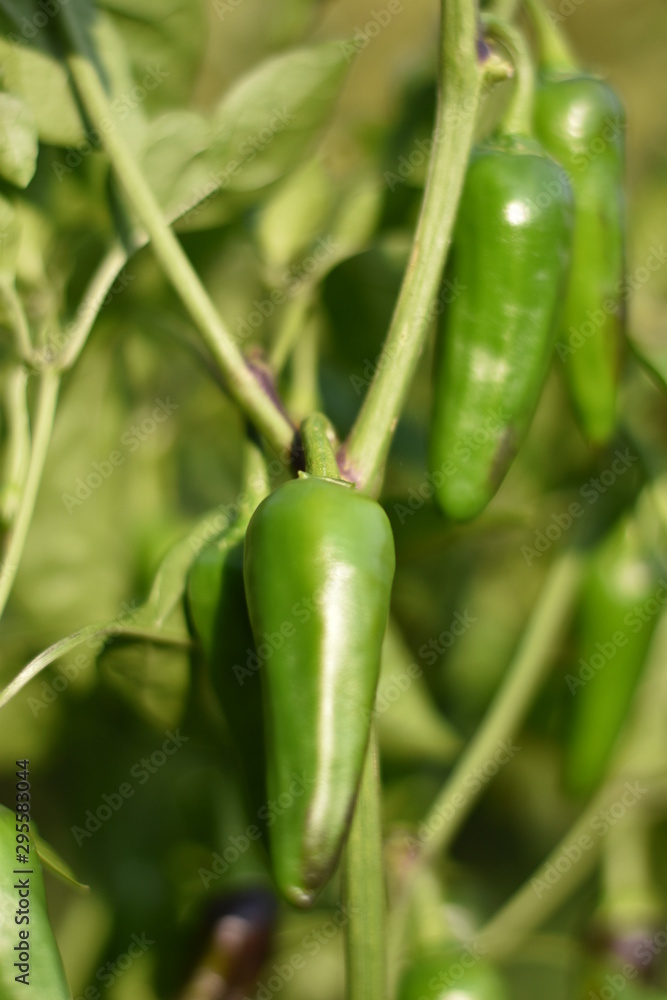 Unreife Chili Unreife Chili