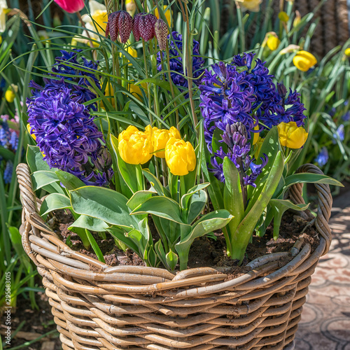 Wicker basket with yellow tulips and blue hyacinths.