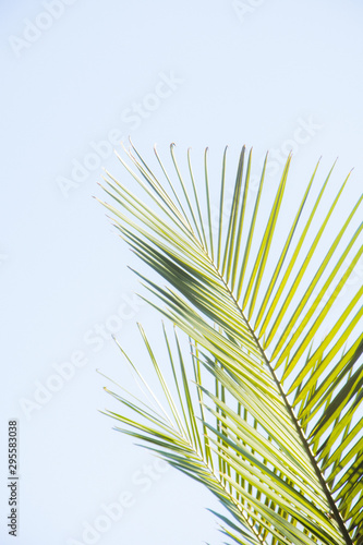 palm branches with sky