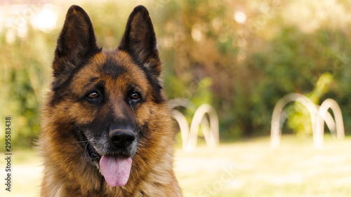 German shepherd man’s faithful friend