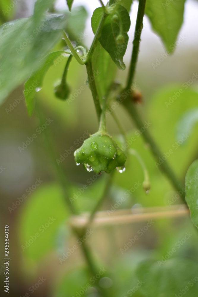 Unreife Glockenchili (Capsicum baccatum) Unreife Glockenchili (Capsicum baccatum)