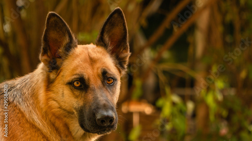  East European Shepherd hunting gaze