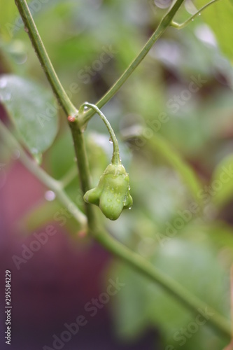 Unreife Glockenchili (Capsicum baccatum)
