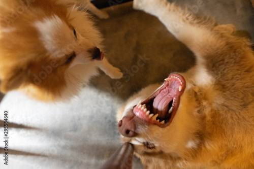 Siberian dogs fight with Chihuahua dogs.