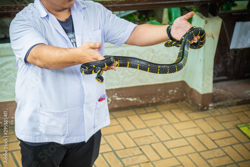 Photography Demonstrates snake at snake serpentarium