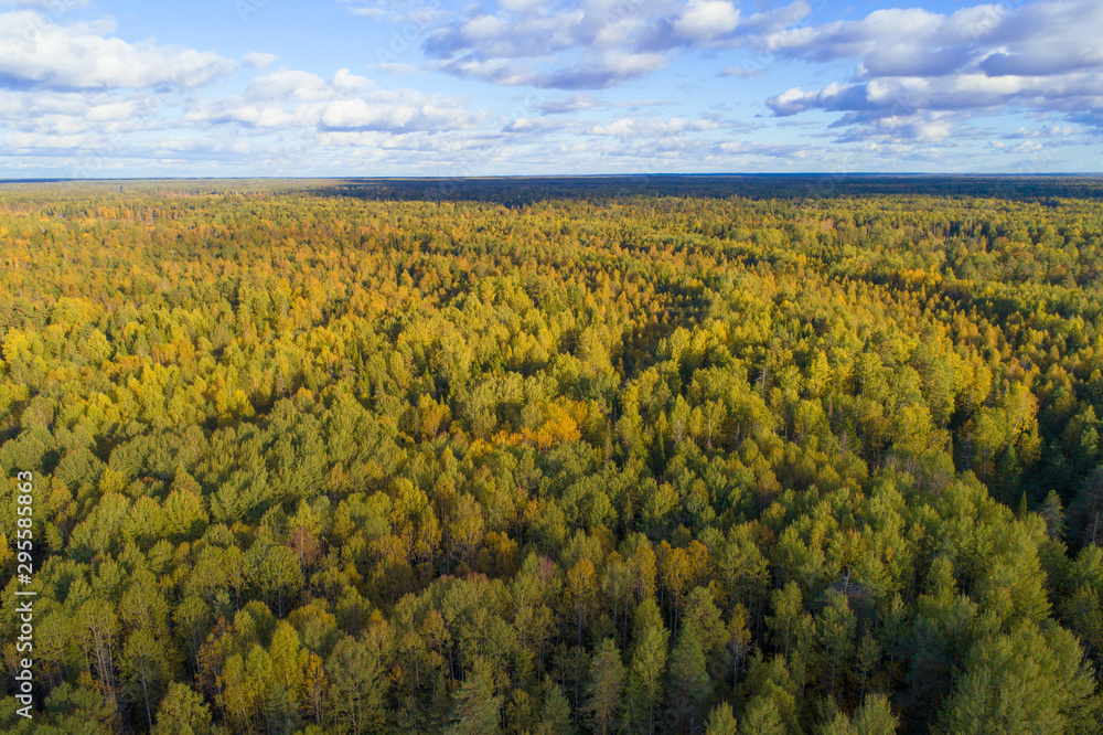 Over the autumn forest on a sunny September day. Kostroma region, Russia