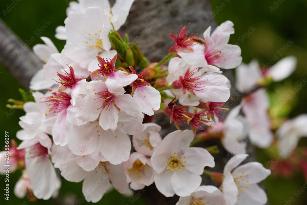 Obraz premium 散り始めの染井吉野