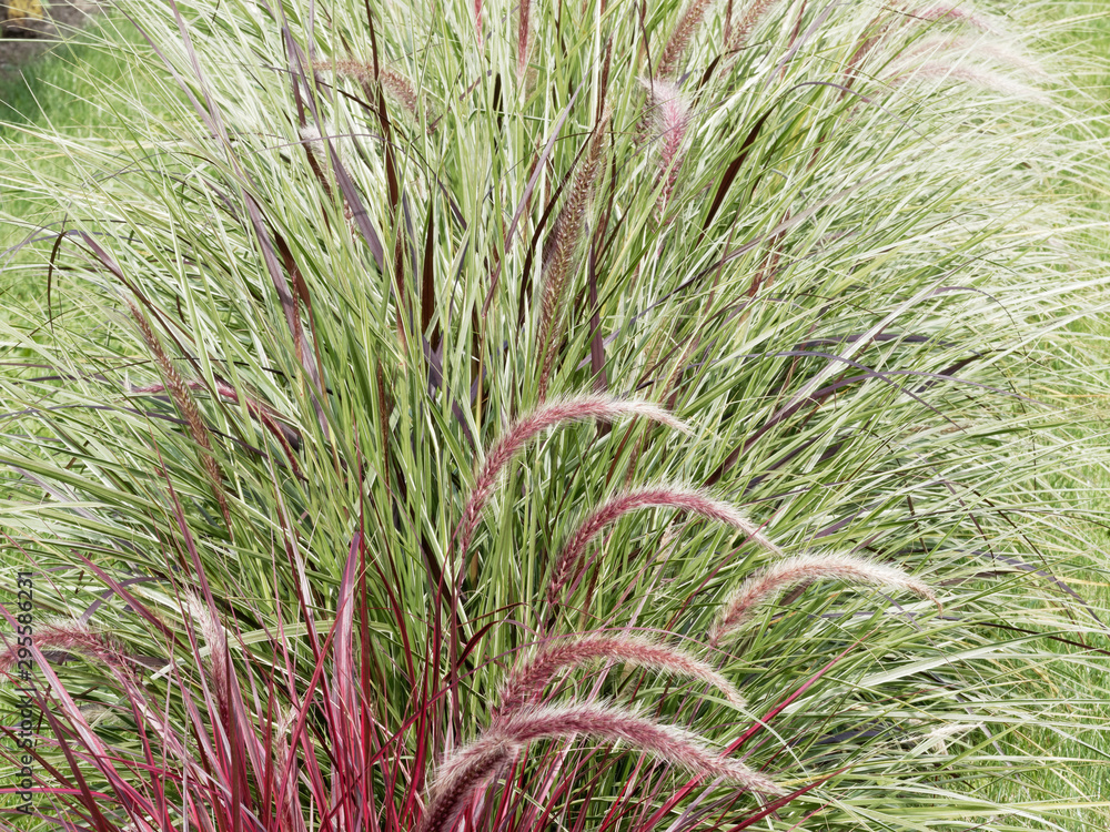 Graminée décorative du pennisetum setaceum 'rubrum' aux longues feuilles rubanées blanc, vert puis rougeoyant aux épis lumineux, pourpres or, en été Graminée décorative du pennisetum setaceum 'rubrum' aux longues feuilles rubanées blanc, vert puis rougeoyant aux épis lumineux, pourpres or, en été
