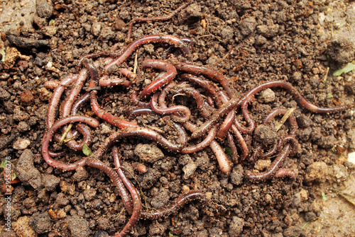 Earthworm fertilizer for agriculture to nourish the soil.